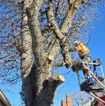 Precision pruning at height