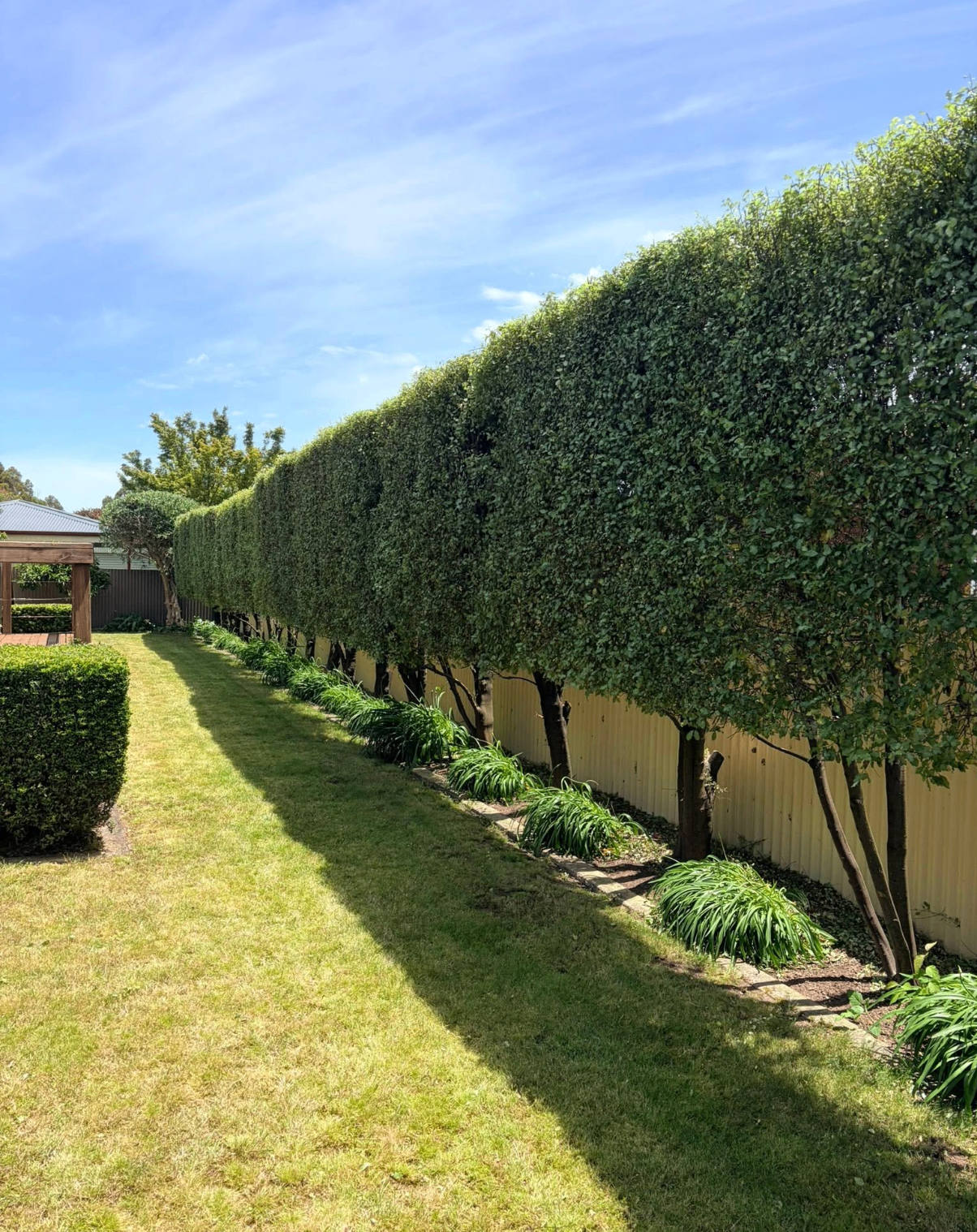 Hedge trimming & lawn care