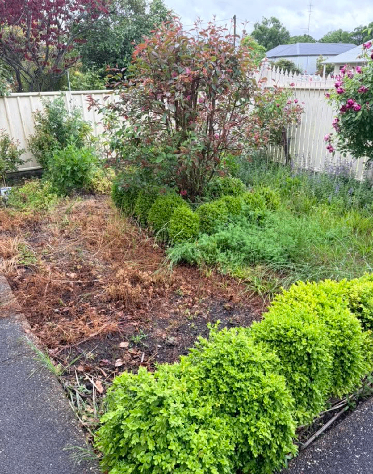 Overgrown garden — before