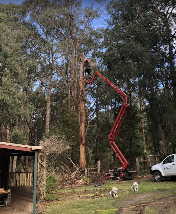 Cherry picker tree removal